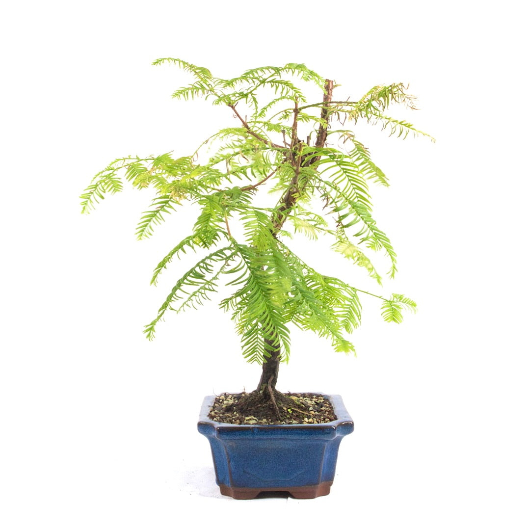Urwelt Mammutbaum 'Metasequoia glyptostroboides'