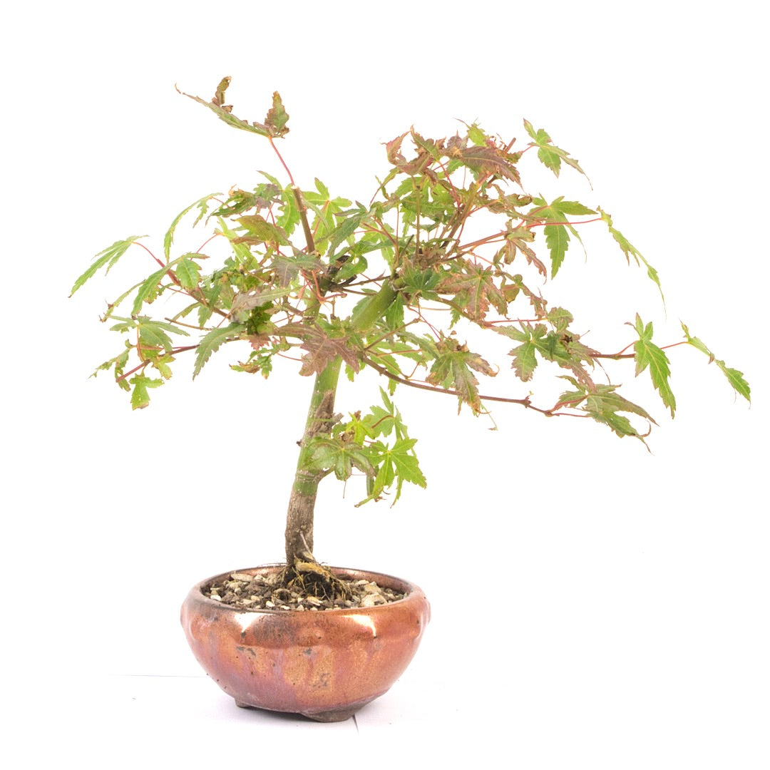 Fächer-Ahorn 'Acer palmatum'
