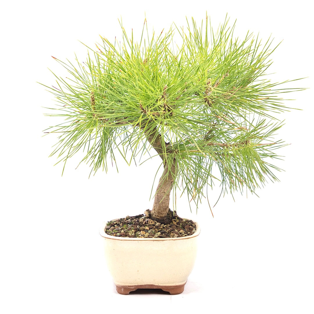 Japanische Schwarzkiefer 'Pinus thunbergii'