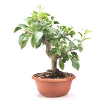 Zierapfel 'Malus spec.'