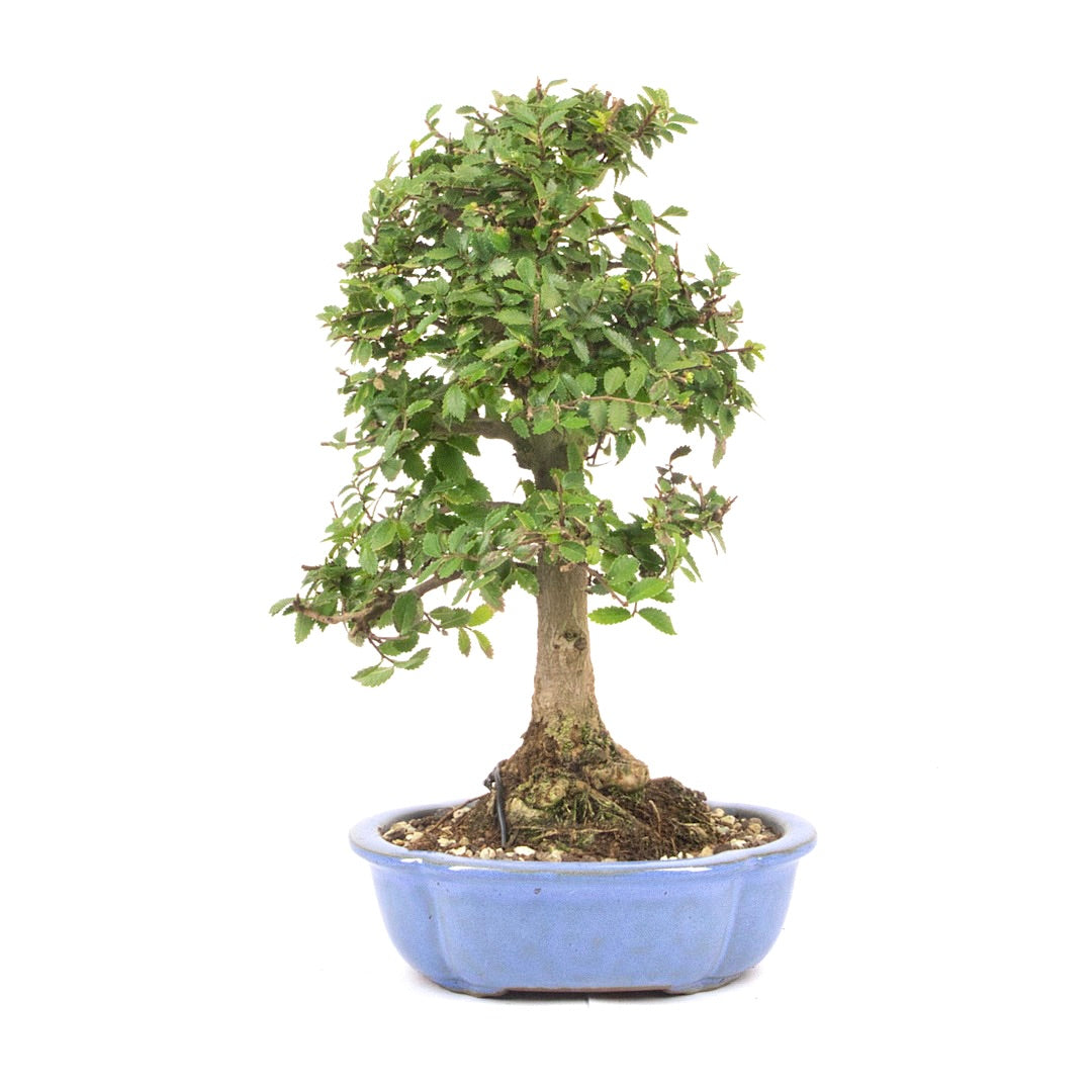 Japanische Ulme 'Ulmus japonica'