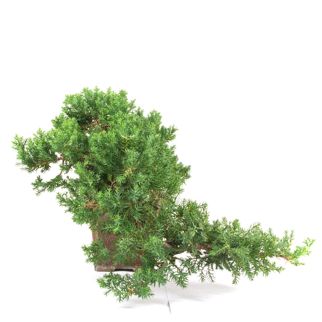 Kissen Wacholder 'Juniperus procumbens Nana'