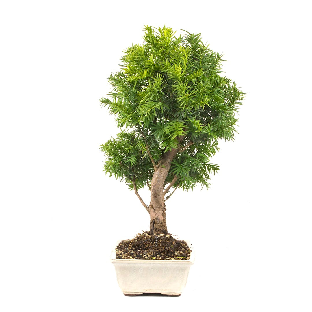 Eibe Hybrid 'Taxus media'