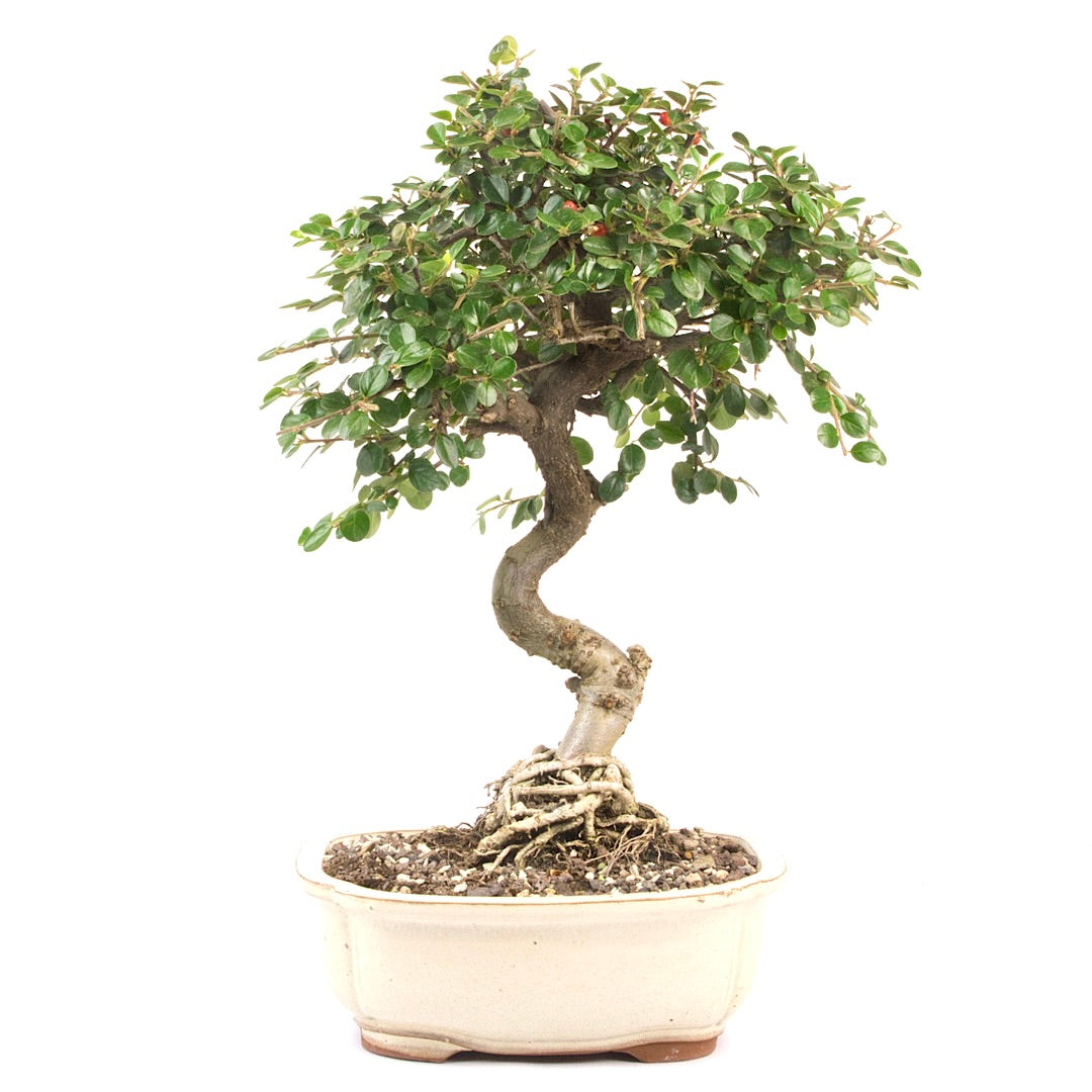Fächer- Zwergmispel 'Cotoneaster horizontalis'