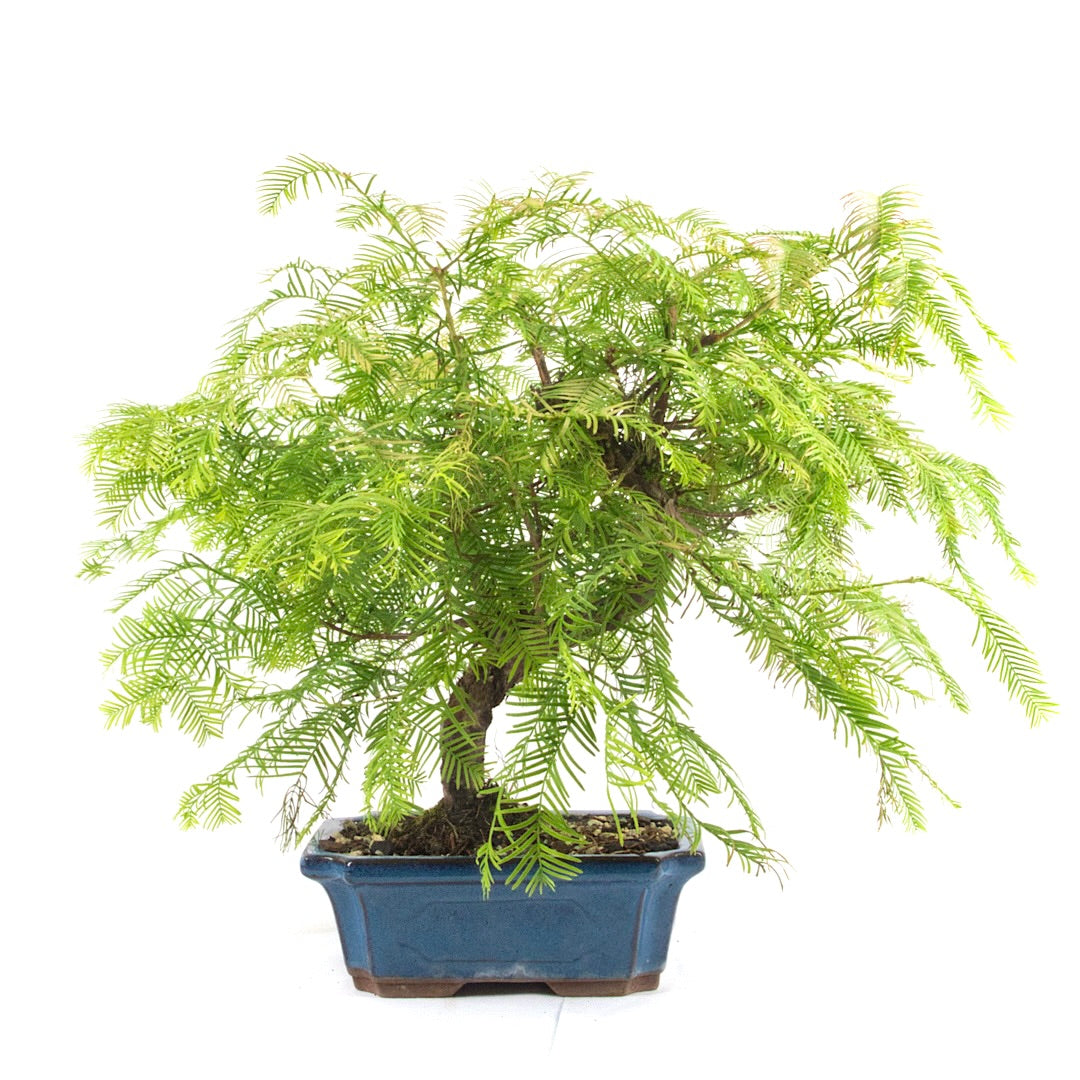 Urwelt Mammutbaum 'Metasequoia glyptostroboides'