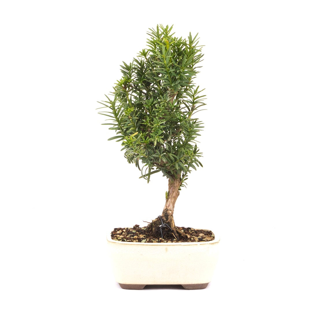 Eibe Hybrid 'Taxus media'