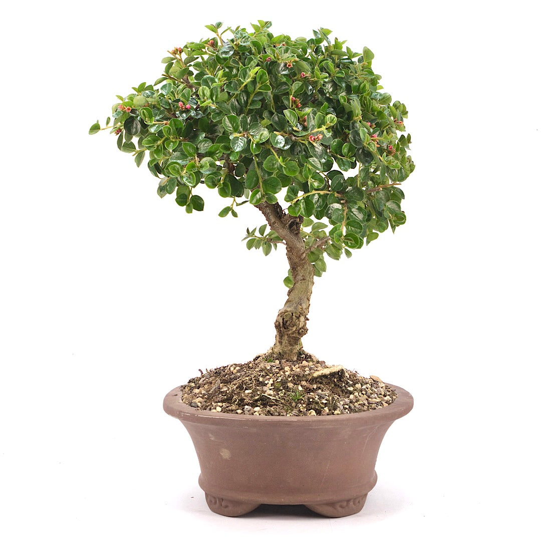 Fächer- Zwergmispel 'Cotoneaster horizontalis'