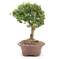 Fächer- Zwergmispel 'Cotoneaster horizontalis'