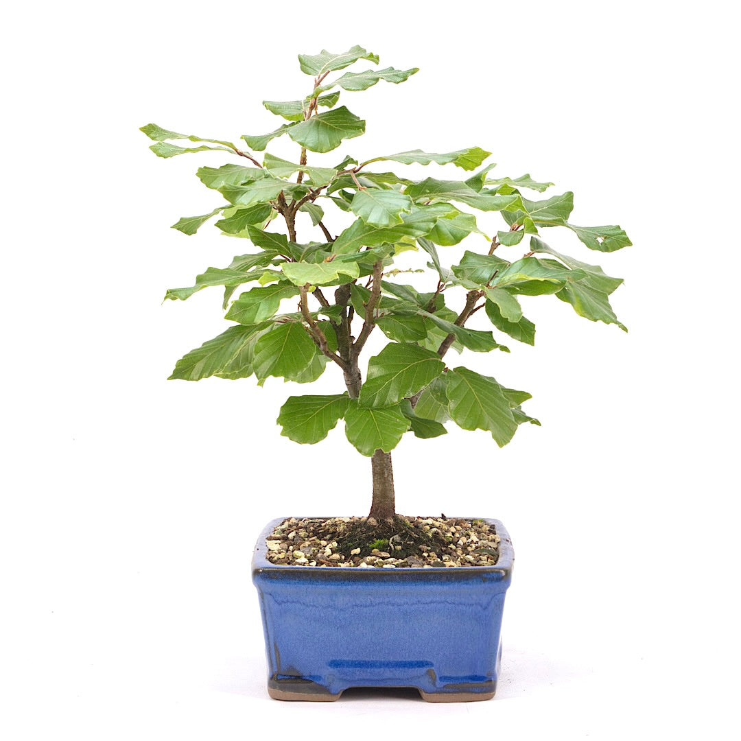 Rotbuche 'Fagus sylvatica'