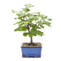 Rotbuche 'Fagus sylvatica'