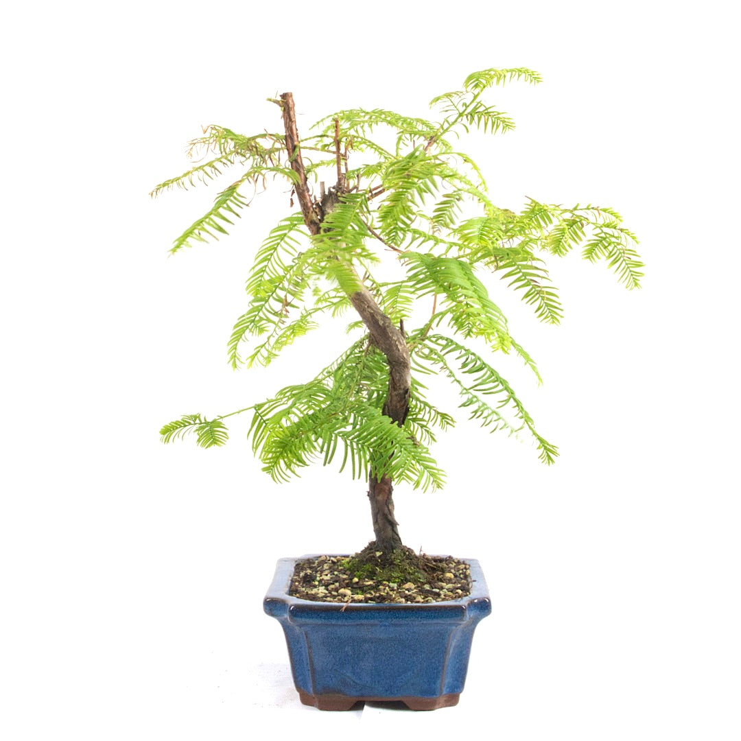 Urwelt Mammutbaum 'Metasequoia glyptostroboides'