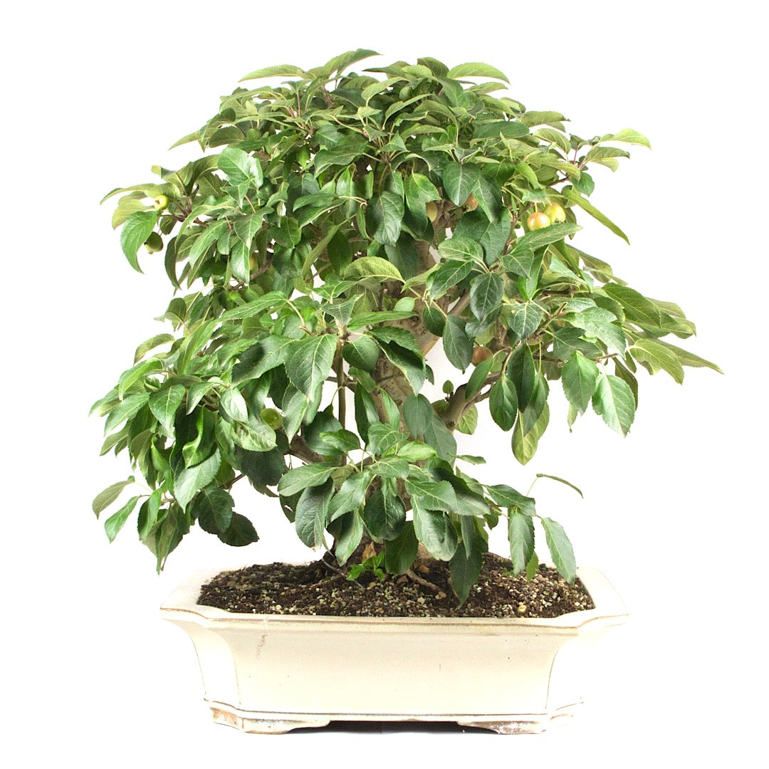 Zierapfel 'Malus spec.'