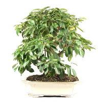 Zierapfel 'Malus spec.'