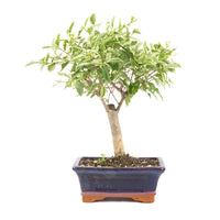 Ovalblättriger Liguster Buntblättrig ‚Ligustrum ovalifolium variegatum‘
