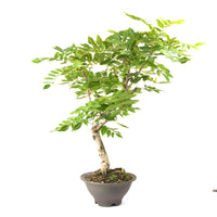 Blauregen 'Wisteria floribunda' Bearbeitet
