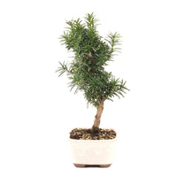 Eibe Hybrid 'Taxus media'