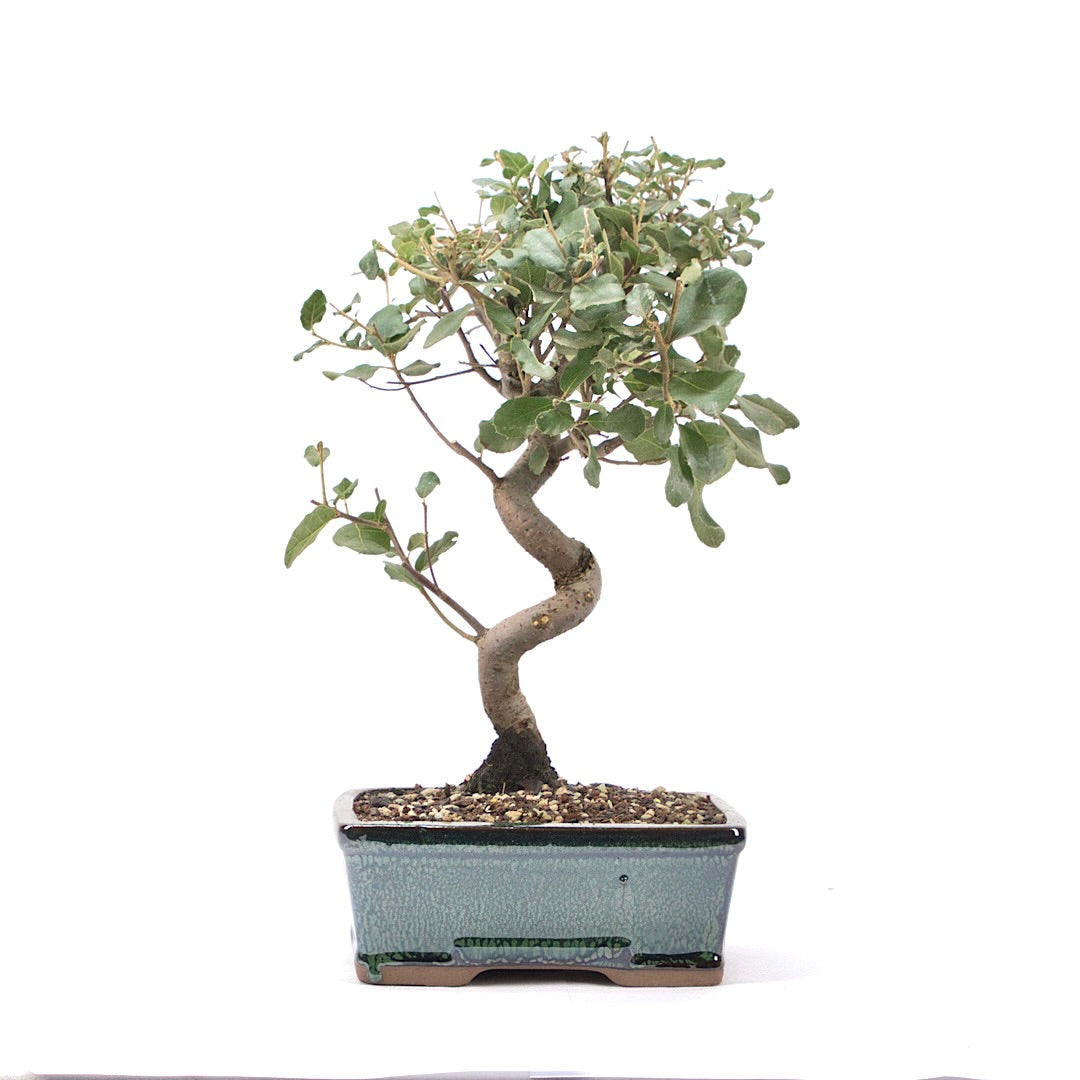 Kork-Eiche 'Quercus suber'