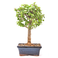 Speckbaum 'Portulacaria afra'