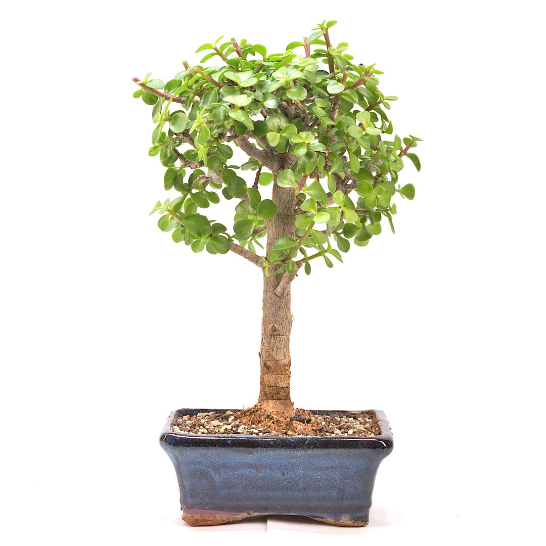 Speckbaum 'Portulacaria afra'