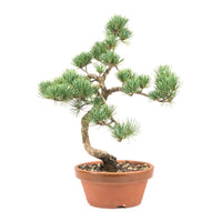 Mädchenkiefer 'Pinus parviflora'