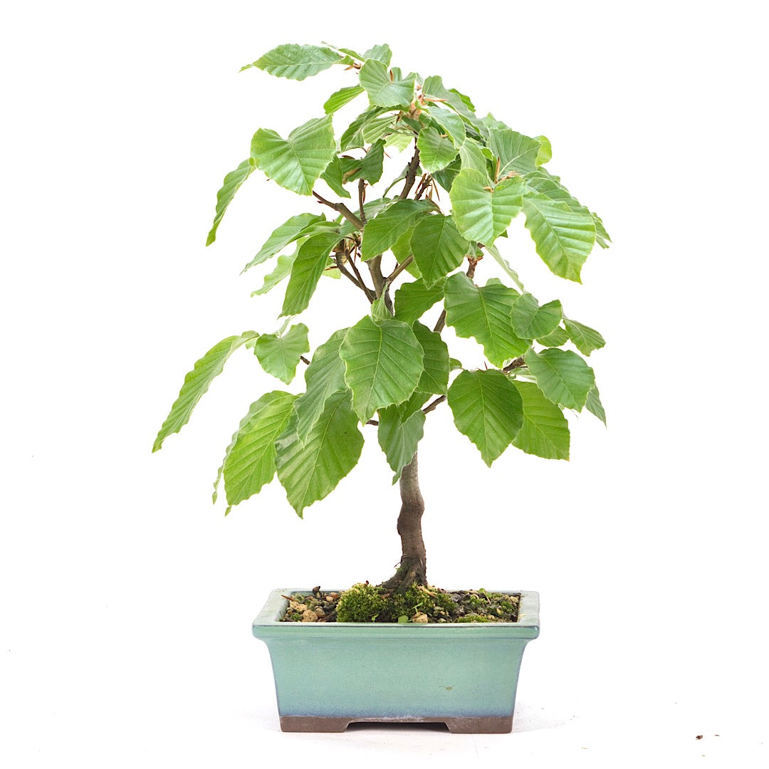 Rotbuche 'Fagus sylvatica'