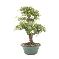 Japanische Ulme 'Ulmus japonica'