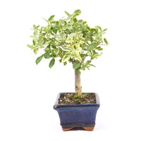 Ovalblättriger Liguster Buntblättrig ‚Ligustrum ovalifolium variegatum‘
