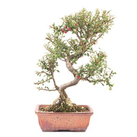 Fächer- Zwergmispel 'Cotoneaster horizontalis'