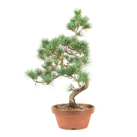 Mädchenkiefer 'Pinus parviflora'
