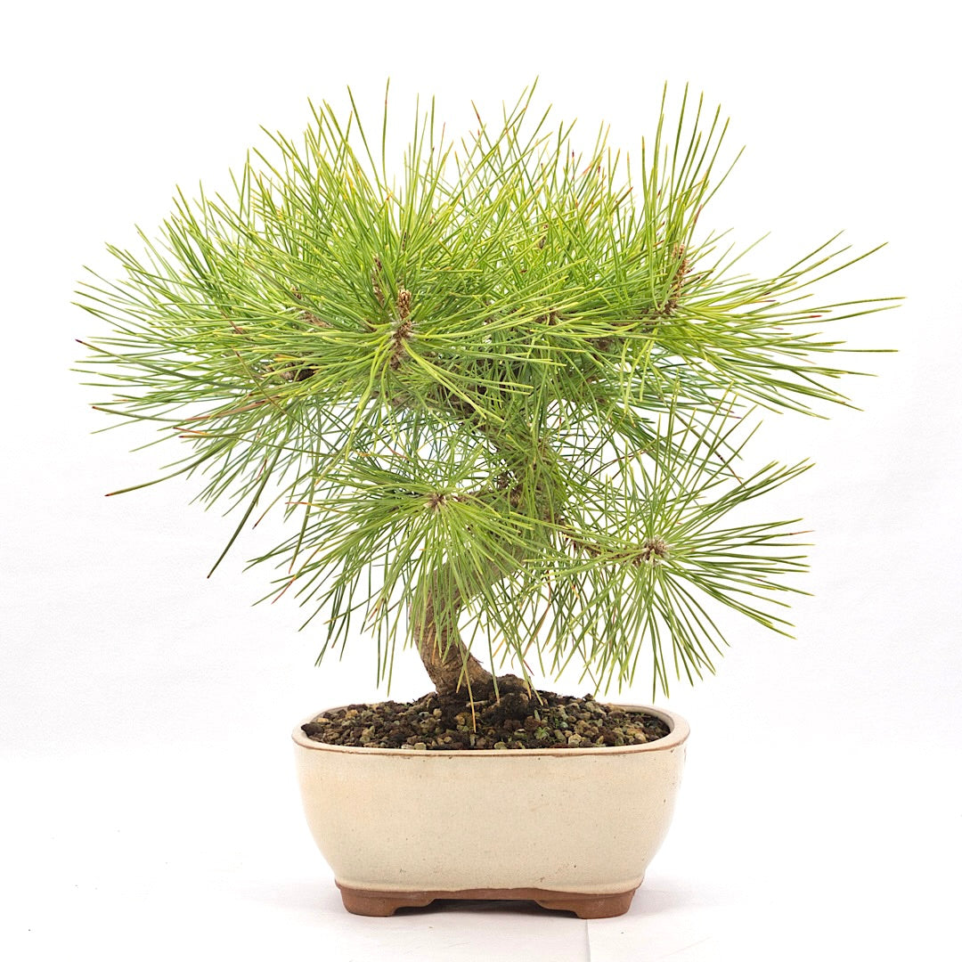 Japanische Schwarzkiefer 'Pinus thunbergii'