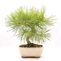 Japanische Schwarzkiefer 'Pinus thunbergii'