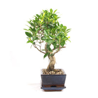 Chinesische Feige 'Ficus Retusa'