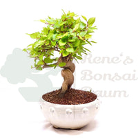 Koreanische Hainbuche ‚Carpinus turczaninowi‘