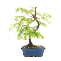 Urwelt Mammutbaum 'Metasequoia glyptostroboides'