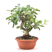 Zierapfel 'Malus spec.'