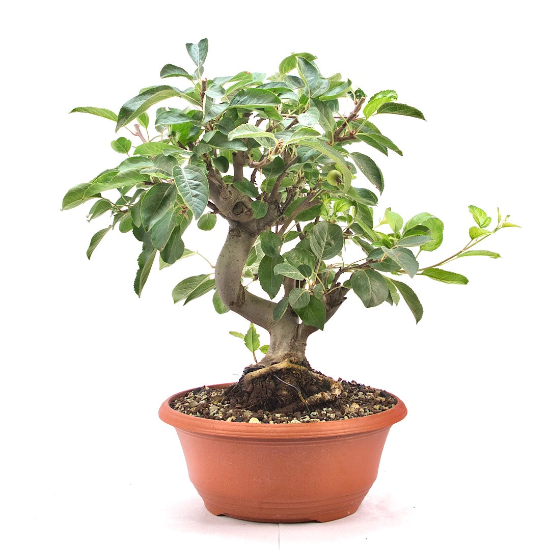 Zierapfel 'Malus spec.'