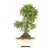 Japanische Ulme 'Ulmus japonica'