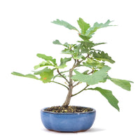 Stileiche 'Quercus robur'