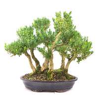 Chinesischer Buchsbaum 'Buxus harlandii'