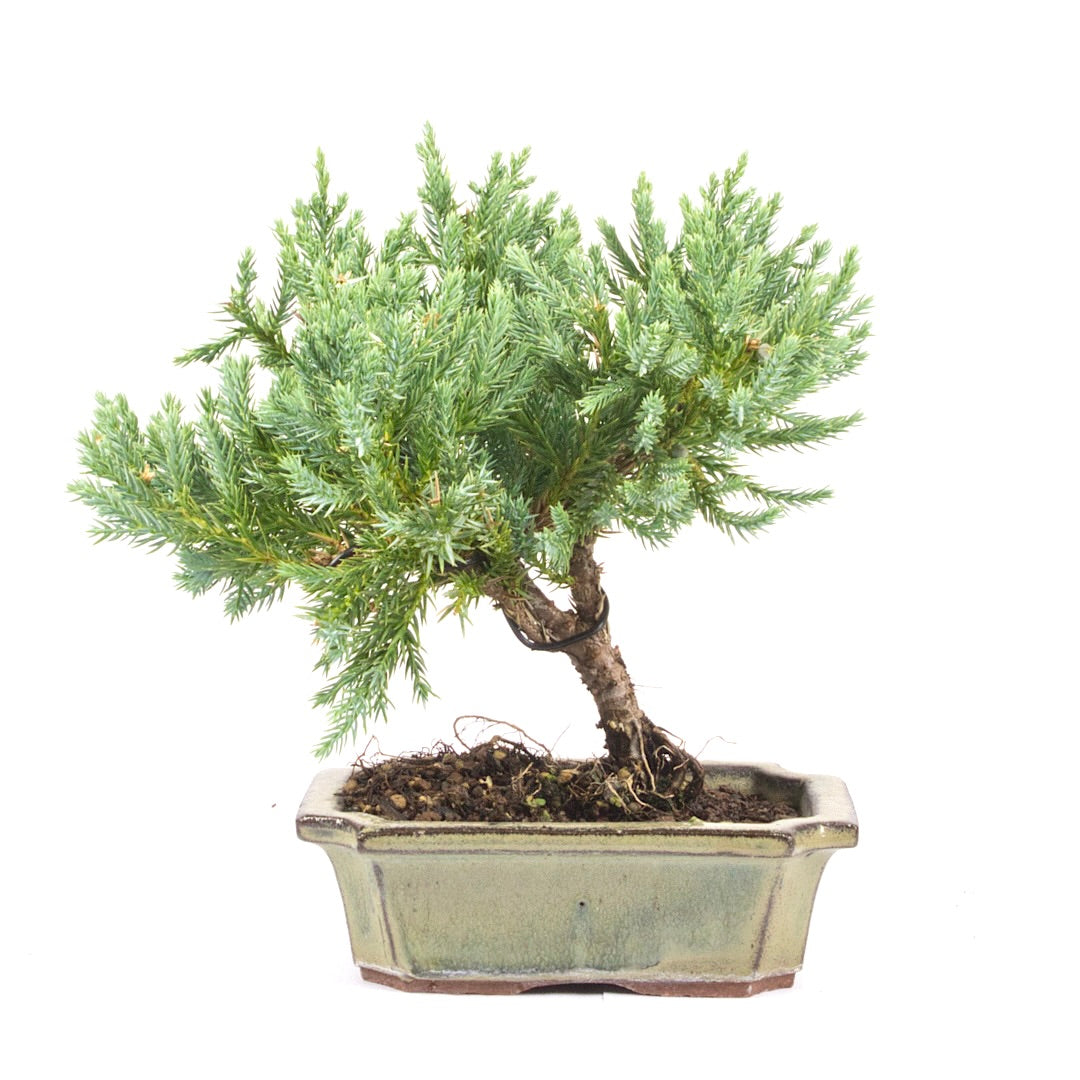 Kissen Wacholder 'Juniperus procumbens Nana'