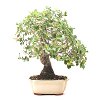 Kork-Eiche 'Quercus suber'