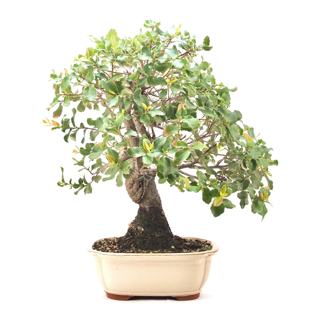 Kork-Eiche 'Quercus suber'