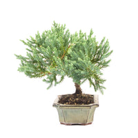 Kissen Wacholder 'Juniperus procumbens Nana'