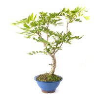 Blauregen 'Wisteria floribunda'