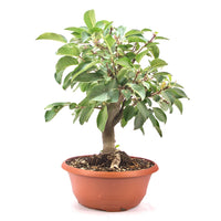 Zierapfel 'Malus spec.'