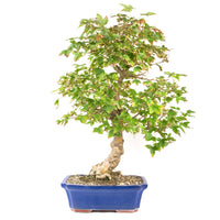Dreispitz-Ahorn 'Acer buergerianum'