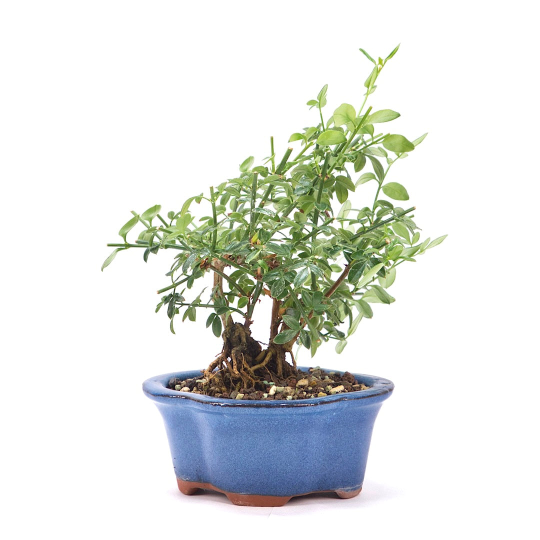 Winterjasmin 'Jasminum nudiforum'