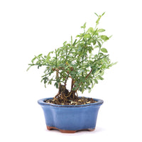 Winterjasmin 'Jasminum nudiforum'