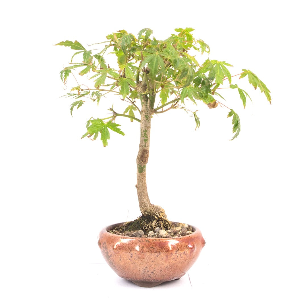 Fächer-Ahorn 'Acer palmatum'