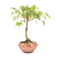 Fächer-Ahorn 'Acer palmatum'